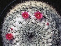 Mammillaria hahniana ssp. woodsii ©JLcoll.2739.jpg